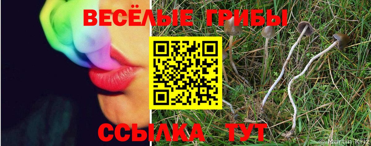 Псилоцибиновые грибы GOLDEN TEACHER Свободный